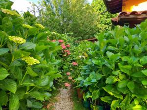 A garden outside La casita de las flores