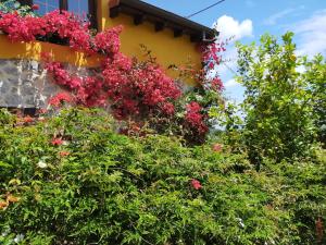 A garden outside La casita de las flores