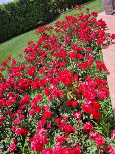 un montón de flores rojas en un jardín en Le Siepi en Magliano in Toscana