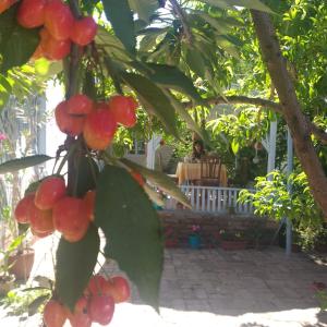 a bunch of red berries hanging from a tree at ANTICA Family Guest House in Samarkand
