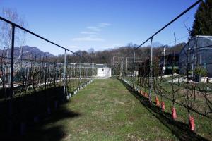 Casale al Foino外面的花园