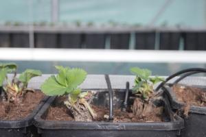 英杜诺欧罗纳Casale al Foino的相册照片