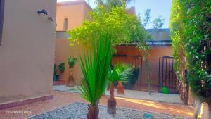 a plant in a vase in a courtyard at Marrakech in Marrakech