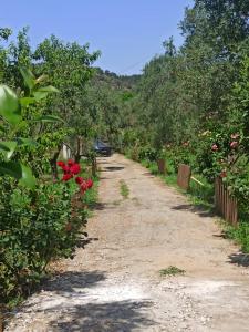 ミティリニにあるSol's Placeの赤いバラを植えたりんご園の未舗装道路