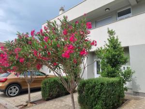 Zahrada ubytování Apartmani Jozic