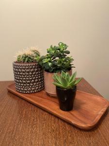 três vasos de plantas sentadas numa bandeja de madeira em Studio apartment Ogre em Ogre