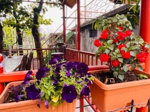 Zahrada ubytování Dato's GuestHouse
