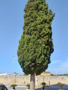 Fotografia z galérie ubytovania L'Albero bello Holiday v destinácii Mazara del Vallo