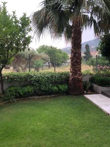 una palma seduta accanto a un rigoglioso giardino di Vanessa House Luxury Apartments a Città di Skiathos