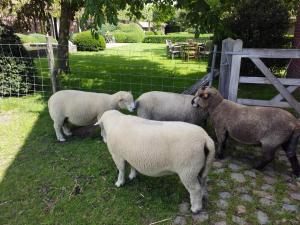 Tiere im Bed & Breakfast oder in der Nähe