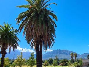 two palm trees in a park with mountains in the background at Hexberg Cottage in Wellington