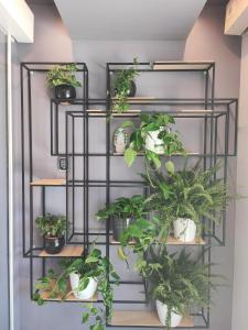 a shelf filled with potted plants in a room at Boutique hotel Lili in Rovinj