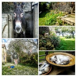 un collage d'images avec un âne et un chat dans un bol dans l'établissement Clèdes, à Clèdes