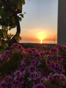 a sunset with a bunch of pink flowers at B&B Il Tramonto in Capo dʼOrlando