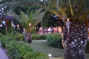 a palm tree with lights in a garden at AGH Canet in Canet de Berenguer