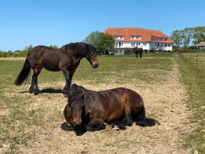 Gallery image of Studio "MS Muschel" im Ferienpark in Neddesitz