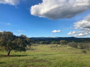 un campo verde con un árbol en el medio en Cortijo rural La Parrilla, en Guadalcanal