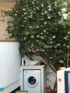 a tree with white flowers above a washing machine at Villa Raffa Salento in Maruggio