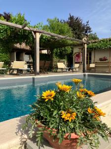 una maceta de flores sentada junto a una piscina en Il Sole Del Sodo en Cortona