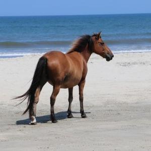 a brown horse standing on a beach near the ocean at Wild Horse Inn in Corolla