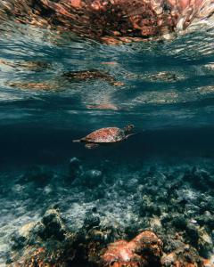 a sea turtle swimming in the water at Burulu Inn in Gaafaru