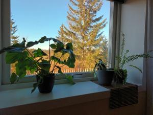 ドローバックにあるPlace to stay in Drøbakの窓枠に木を植えた鉢植え三株