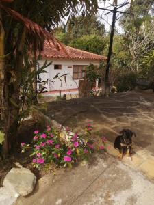 a dog sitting in front of a house with flowers at Hotel Ecoposada Viña de Aldana in Los Santos