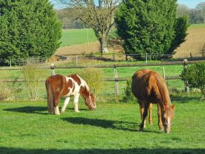 dos caballos pastando en un campo de hierba en Chambres d'hôtes de La Vallée, en Mansigné