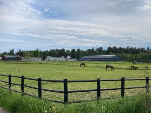 um grupo de cavalos a pastar num campo com uma vedação em Nyholms Gård em Lundsbrunn