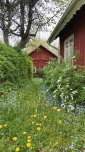un campo de flores frente a una casa roja en Farmhouse Marielund, en Mariannelund
