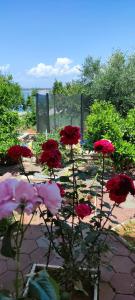 eine Gruppe roter Blumen in einem Garten in der Unterkunft Apartments Lukacic in Tkon