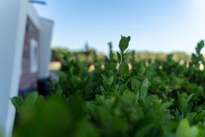 a group of green plants in front of a building at La Meta Sporting Rooms in Alghero