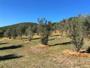 a group of trees in a field with a mountain at Long Thin Farm in Stilbaai