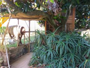 jardín atroz con estructura de madera y árbol en Casita da Floresta, en Ferreira do Zêzere