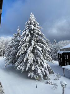 een met sneeuw bedekte kerstboom in een tuin bij Berghotel Stutenhaus in Schmiedefeld am Rennsteig