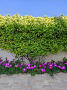 A garden outside Terra dei Plautii