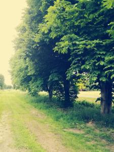 a dirt road with trees on the side of a field at FeWo Unner'd Kastanje in Moormerland