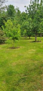 dos árboles en un campo de césped verde en Orchard Cottage en Wexford