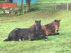 dois cavalos deitados na relva num campo em Stenlid - Med naturen och lugnet i fokus em Veddige