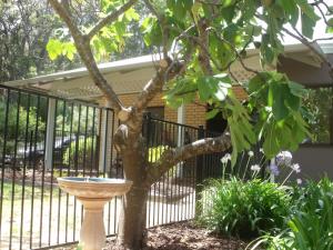 a bird bath in front of a tree at Margaret House in Margaret River Town