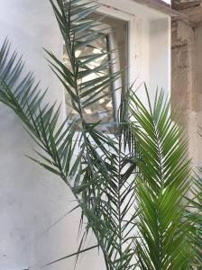 una palmera frente a una ventana en apartmani NEDO, en Split