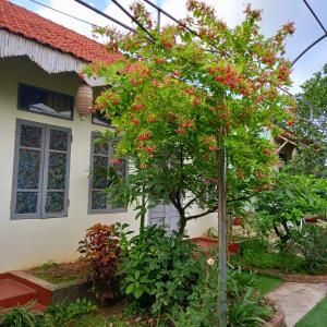 een boom met rode bloemen voor een huis bij Hang Mua Happiness Homestay in Ninh Binh