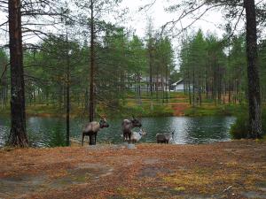 Animales en el campamento o alrededores