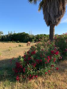 Gallery image of Finca Dos Vientos Tarifa in Tarifa +27 photos