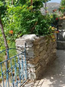 Fotografie z fotogalerie ubytování CASA DI PATOURIA , stenies Andros v destinaci Ándros