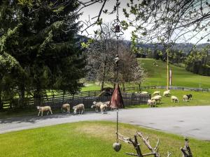 Photo de la galerie de l'établissement Pension Walchauhof, à Flachau