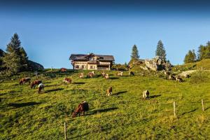 a herd of cows grazing in a field in front of a house at Pension Walchauhof in Flachau