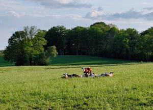 um grupo de vacas deitadas num campo em Domaine du Castellare em Le Chalard