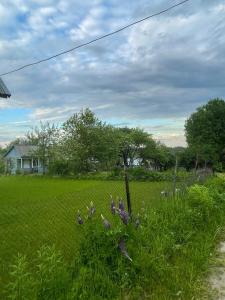 un champ de fleurs violettes et une clôture dans l'établissement Mamina dača, à Ludza