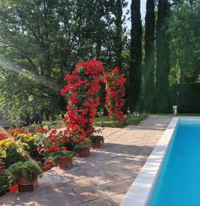 uma exibição de flores vermelhas ao lado de uma piscina em Torre Del Cielo em Monterchi